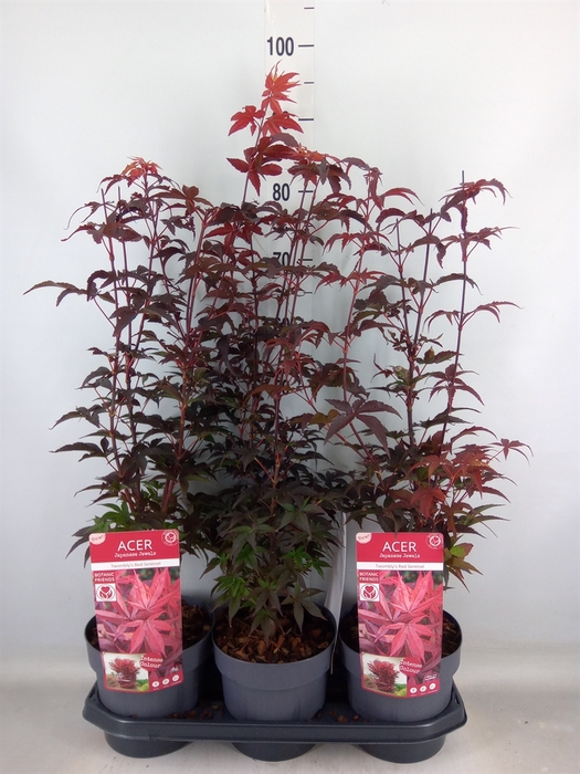 <h4>Acer palmatum</h4>