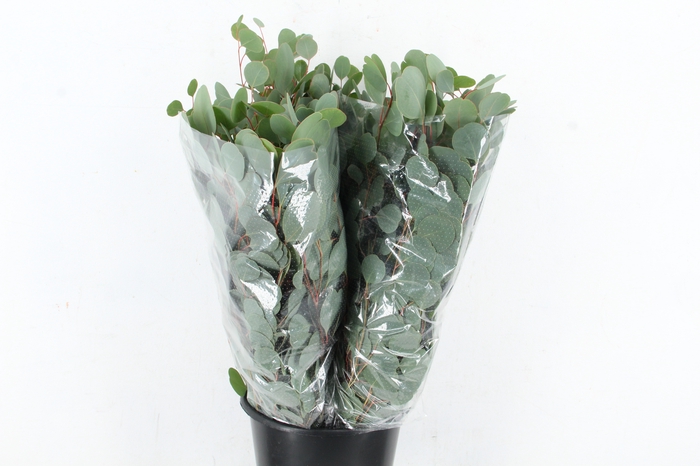 <h4>EUC POPULUS MEDAGLIA 300GR SPECIAL</h4>