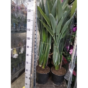 Strelitzia reg.