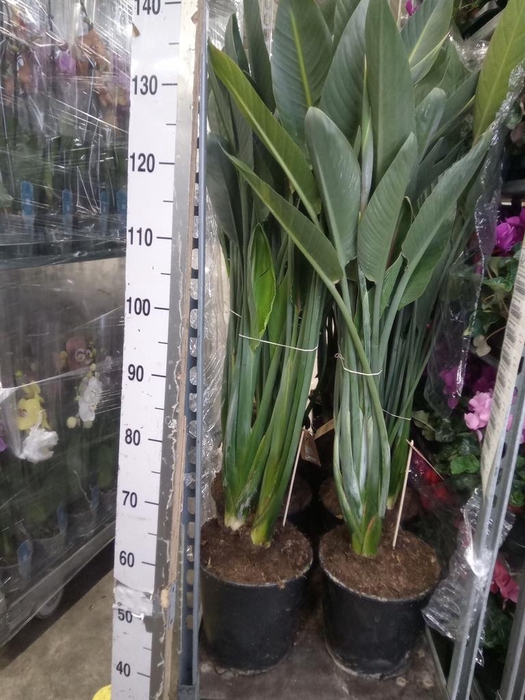 <h4>Strelitzia reg.</h4>
