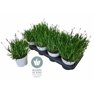 LAVAN AN AROMA WHITE