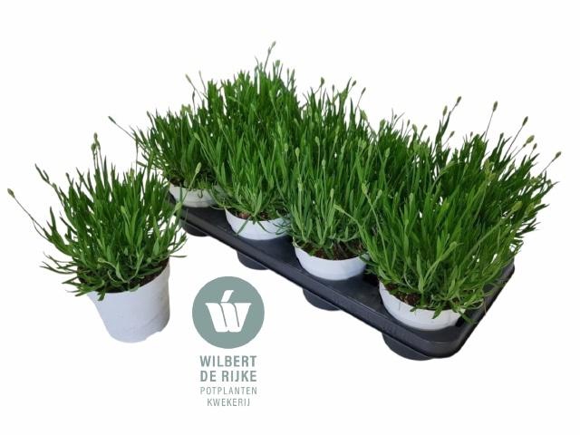 <h4>LAVAN AN AROMA WHITE</h4>