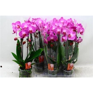 Phal El Cascade 2 Branche 14+ 40% Vert.