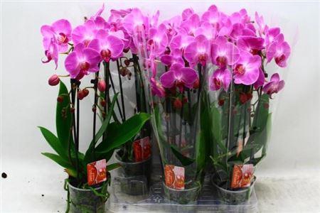 <h4>Phal El Cascade 2 Branche 14+ 40% Vert.</h4>