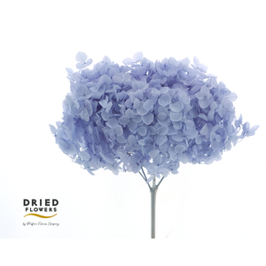 Dried Bleached Hydrangea Anna Milka