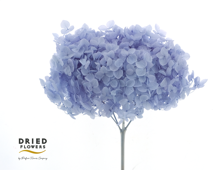 <h4>Dried Bleached Hydrangea Anna Milka</h4>