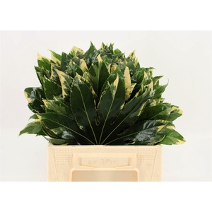 Aralia Variegata 40cm