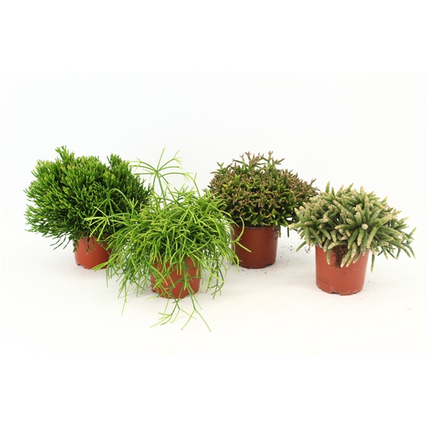 <h4>Rhipsalis gemengd zonder kwekersetiket</h4>