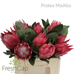 PROTEA CY MADIBA