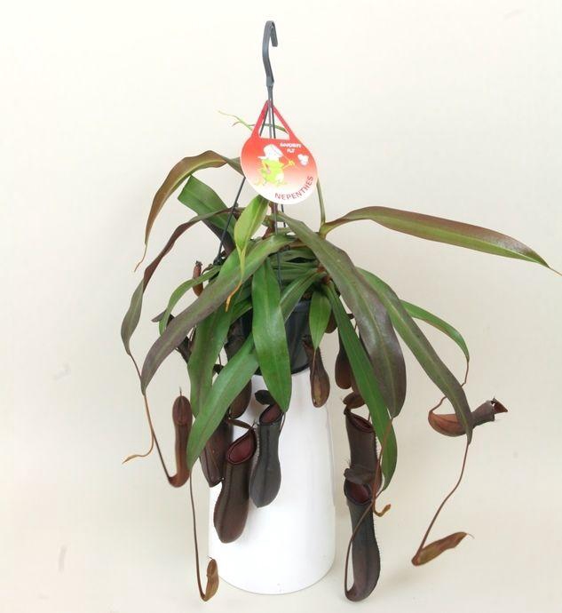 <h4>Nepenthes 'Rebecca'</h4>