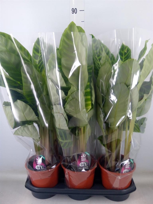 <h4>Calathea zebrina</h4>