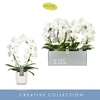 Phalaenopsis wit meer takken