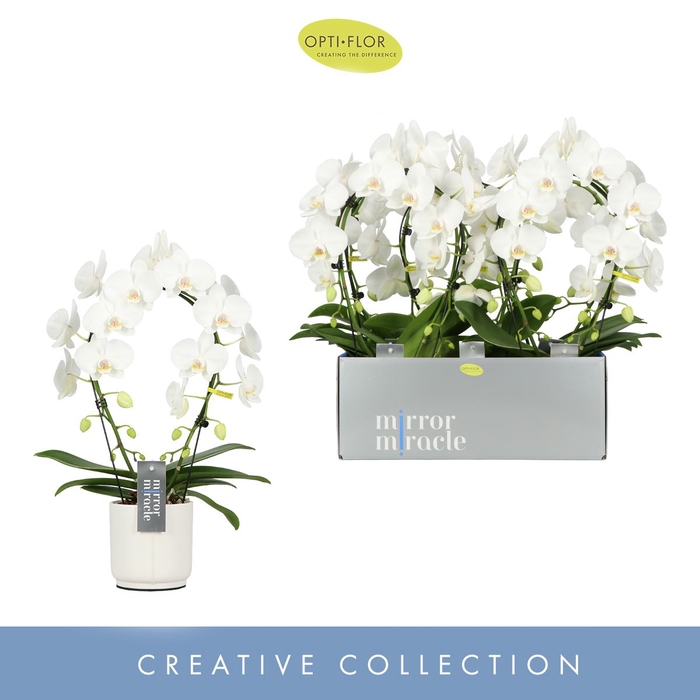 Phalaenopsis wit meer takken
