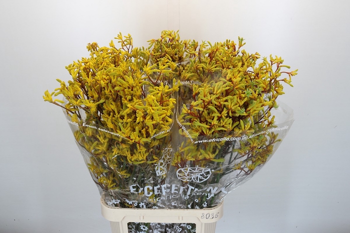 <h4>Kangaroo Paw Gold Fever Indoor</h4>