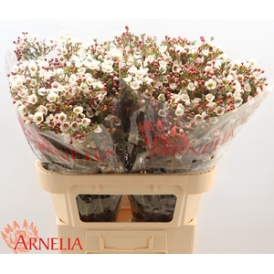 Chamelaucium Moonlight Delight