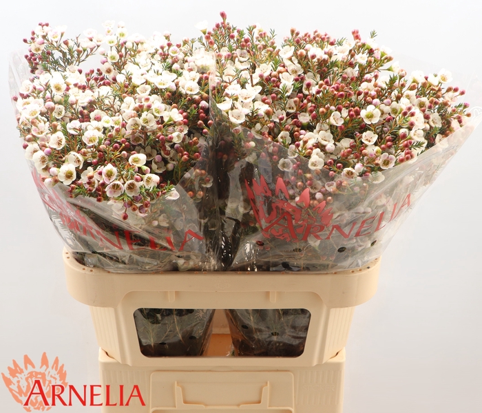 <h4>Chamelaucium Moonlight Delight</h4>