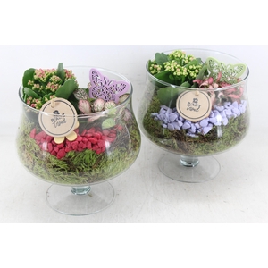 arr2 PL - Glas op voet x6 - bordeaux/lila