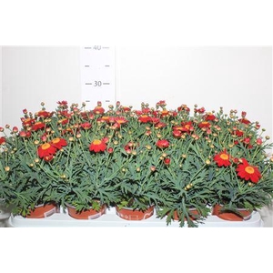 Arg Frutescens La Rita Red