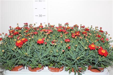 <h4>Arg Frutescens La Rita Red</h4>