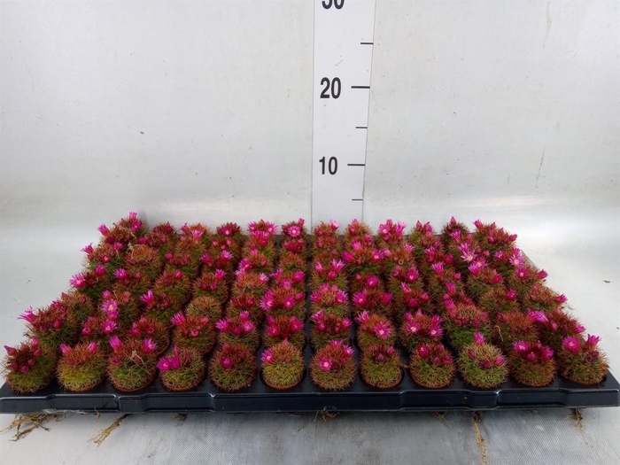 <h4>Cactus   ...mix</h4>