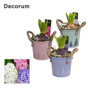 Hyacinth Mix Hl10772 Star Bucket Mini
