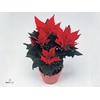Poinsettia Jester