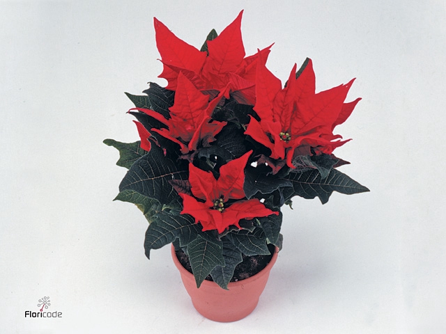Poinsettia Jester