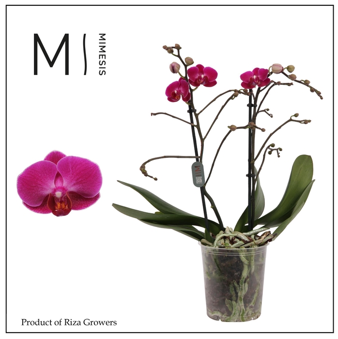 <h4>Phalaenopsis Morelia 2 spike - 12cm | Mimesis</h4>