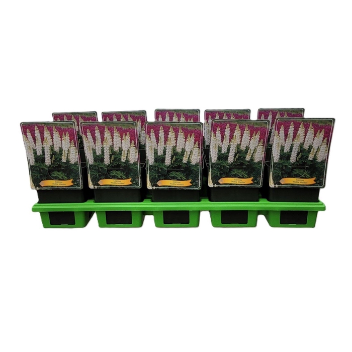 <h4>Lupinus Noblemaiden</h4>