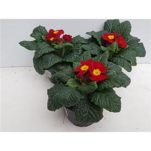 Primula  rood 10,5