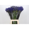 Agapanthus FU 'Atlantic Ocean'