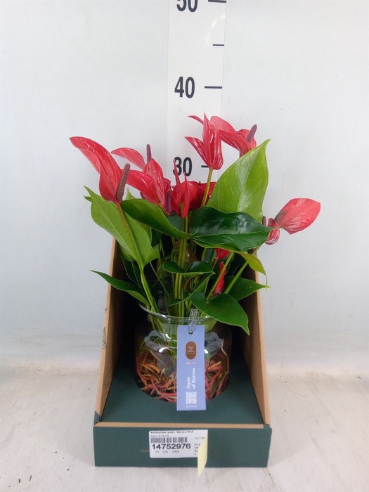 <h4>Anthurium andr. 'Karma Red'</h4>