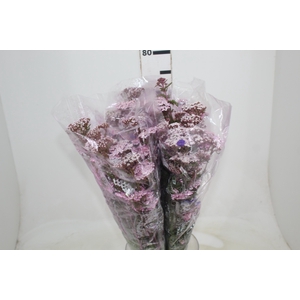 ACHILLEA MILLEFOLIUM ROSA TINTURADA 070 CM