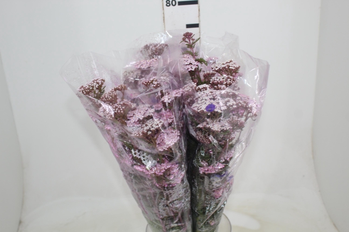 <h4>ACHILLEA MILLEFOLIUM ROSA TINTURADA 070 CM</h4>