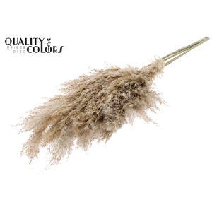 Pampas Grass 70cm 10st/bunch Natural