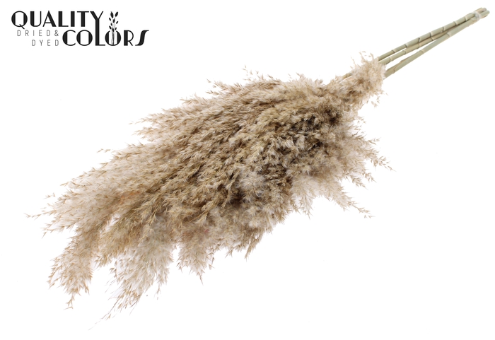 <h4>Pampas Grass 70cm 10st/bunch Natural</h4>