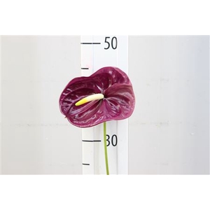 Anthurium Exclusief Nr 103