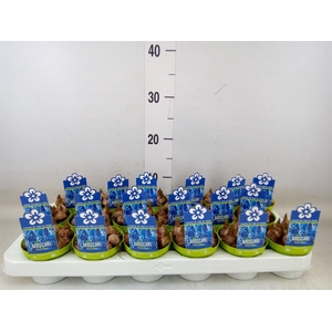 Muscari  'Magic Blue'