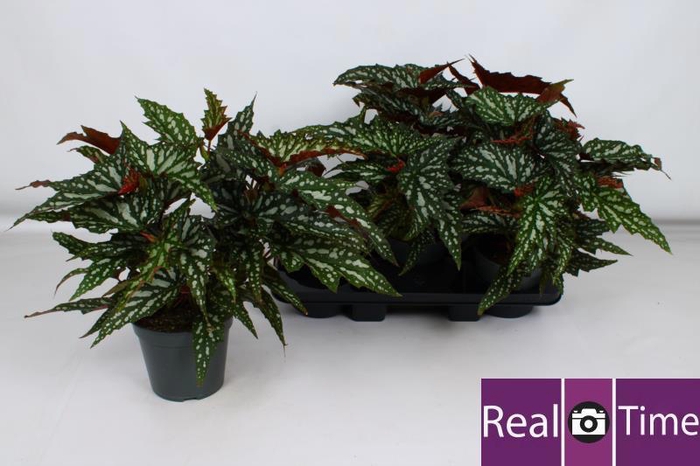 <h4>BEG MA WIGHTII</h4>