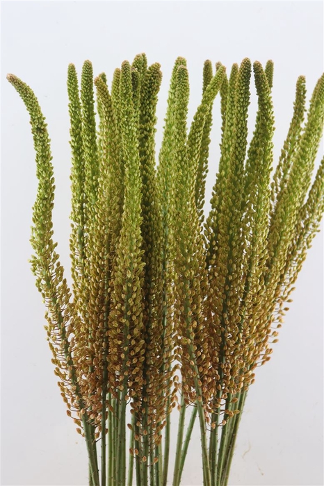 <h4>Eremurus Pinokkio</h4>