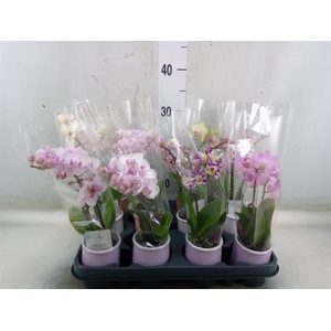 Phalaenopsis   ...mini
