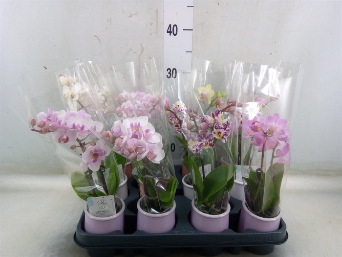 <h4>Phalaenopsis   ...mini</h4>