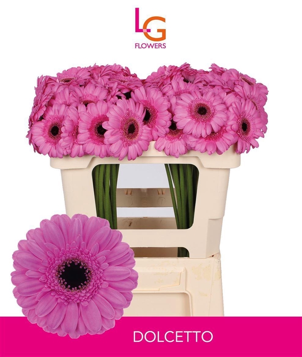 <h4>Germini Dolcetto Water</h4>