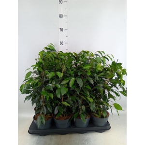 Ficus benja. 'Danielle'