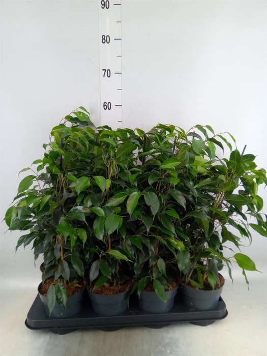<h4>Ficus benja. 'Danielle'</h4>