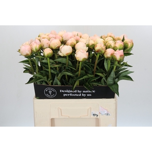 Paeonia In Full Sail