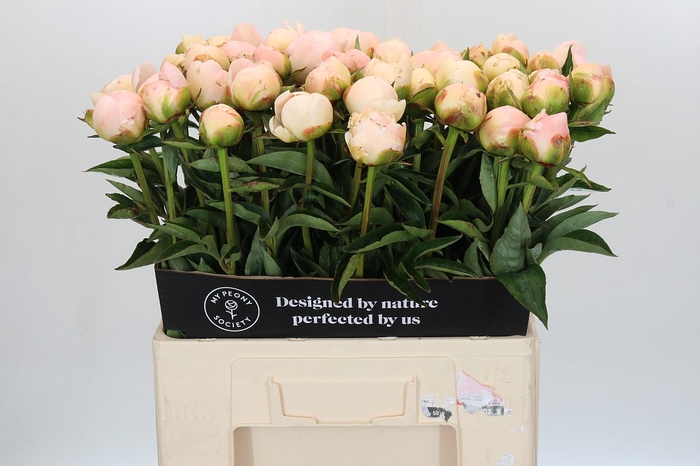 Paeonia In Full Sail