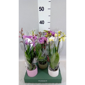 Phalaenopsis multi.   ...mix  4