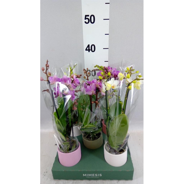 <h4>Phalaenopsis multi.   ...mix  4</h4>