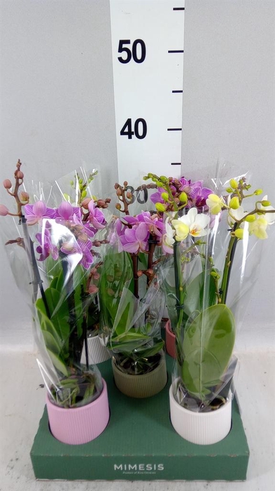 Phalaenopsis multi.   ...mix  4